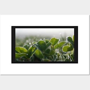 Frost Covered Clover Posters and Art